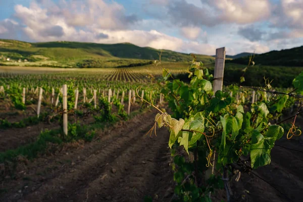 green spring vineyards landscape and vines in cloudy weather. royal vineyard. Wine farm at sunset in vintage style.