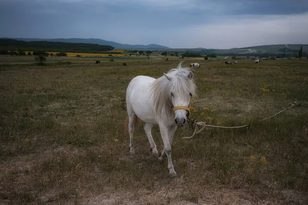 Vacker Vit Ponny Fältet Byn Molnigt Väder Lugn Före Regnet — Stockfoto