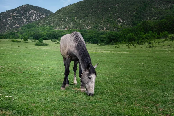 Vackra Kastanjehästar Gård Sommaren Husdjur Vårgård Åkermark Landskap — Stockfoto