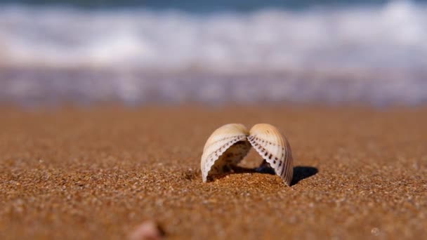 Meerblick Von Der Küste Mit Muschelblick Auf Kleine Wellen Aus — Stockvideo