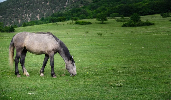 Vackra Kastanjehästar Gård Sommaren Husdjur Vårgård Åkermark Landskap — Stockfoto