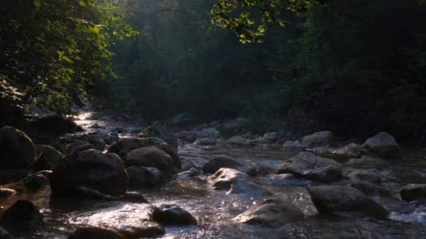 Fantastisk Vacker Utsikt Sommar Skog Med Floden Bakgrunden Gröna Träd — Stockvideo