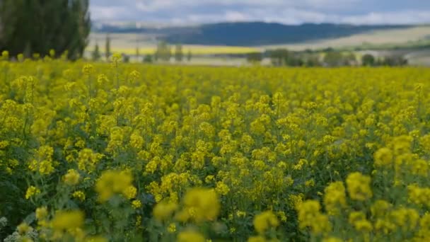 Rapeszaadveld Felle Zon Wolken Gele Bloemen Waaien Wind Van Dichtbij — Stockvideo