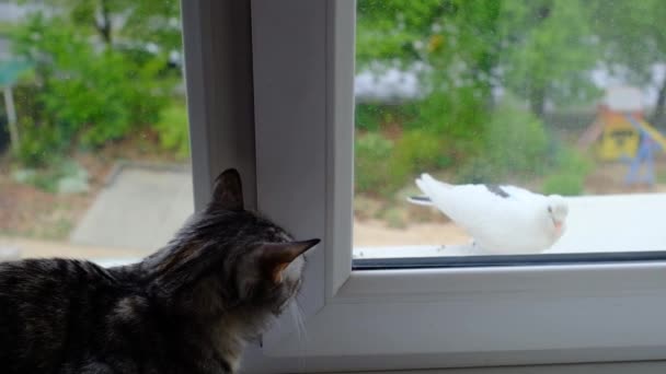灰色条纹斑斑的猫在阳台上看着鸽子 猫透过封闭的窗户看鸽子 猫想攻击鸟类 — 图库视频影像