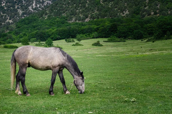 Belos Cavalos Castanha Uma Fazenda Verão Animal Doméstico Primavera Fazenda — Fotografia de Stock