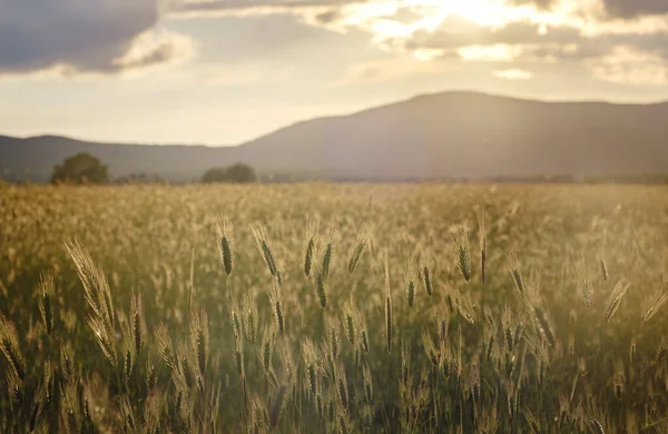 Scene Sunset Sunrise Field Young Rye Wheat Summer Cloudy Sky — Stock Photo, Image