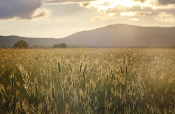 Scena Tramonto Alba Sul Campo Con Segale Giovane Grano Estate — Foto Stock