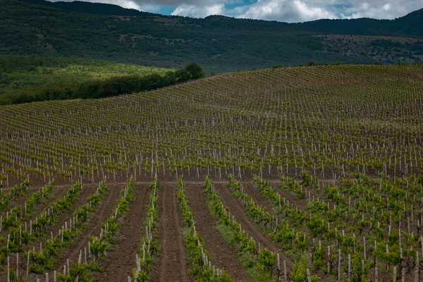 green spring vineyards landscape and vines in cloudy weather. royal vineyard