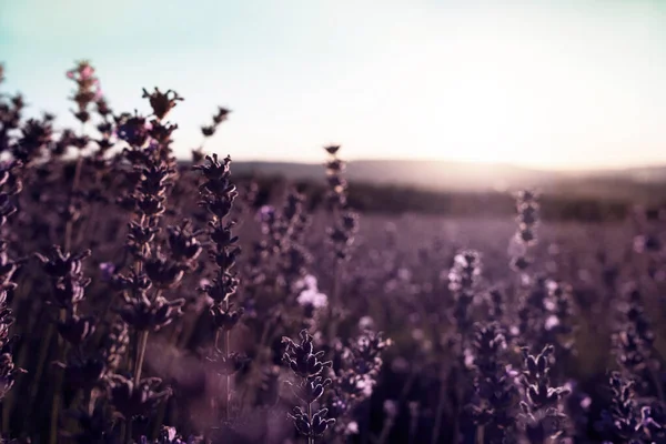 Campo Viola Lavanda Nel Periodo Estivo Tramonto Vicino Tramonto Splende — Foto Stock