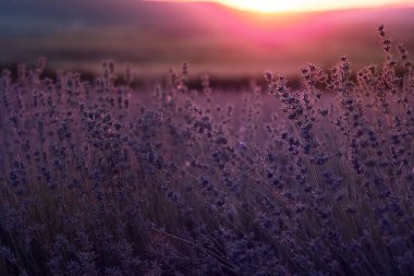 Yaz günbatımında lavanta rengi menekşe tarlası kapanır. Mor lavanta çiçeklerinin üzerinde gün batımı ışıldıyor. Resmin merkezinde çalılıklar ve solda güneş ışığı.
