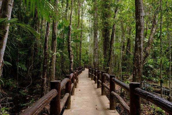 Selva Tropical Del Sudeste Asiático Con Ruta Tailandia Paisaje Selvático — Foto de Stock