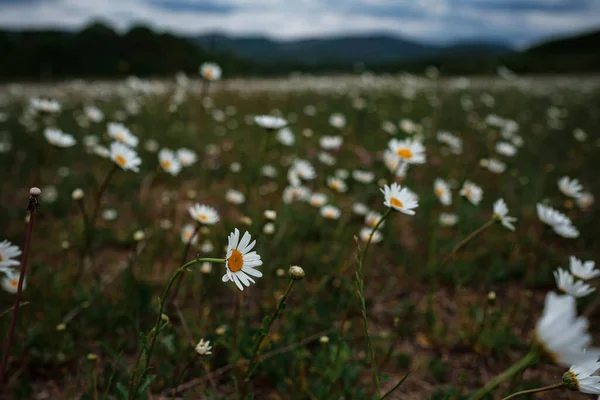 Camomilla Bianca Sul Campo Umore Primaverile Idea Concetto Felicità Sorriso — Foto Stock