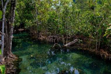 Zümrüt Havuzu ya da Tha Pom Klong Song Nam Tayland 'ın Krabi ilinde. Mangrov ormanlı zümrüt kanalı inanılmaz. Güzel doğa manzarası. Seyahat, tatil, eğlence konsepti