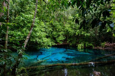 Ulusal park Sa Morakot, Krabi, Tayland 'da mavi ya da zümrüt havuz. Yağmur ormanlarının ortasında muhteşem bir mavi göl..