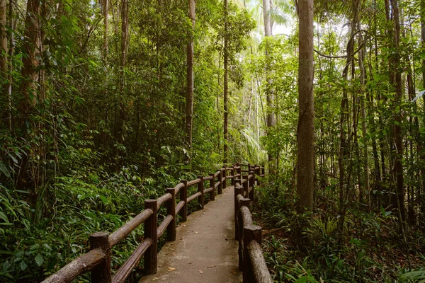 Tropikalne Dżungle Azji Południowo Wschodniej Zimie Tajlandia Krajobraz Dżungli Idea — Zdjęcie stockowe