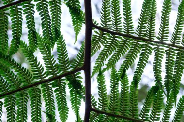 Tayland ulusal parkında koyu yeşil eğreltiotu. Ulusal parkta Royal Garden Siribhume Doi Inthanon Chiang Mai, Tayland, soyut doğa geçmişi.