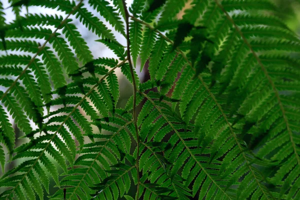 Dark green fern in thailand national park. Royal Garden Siribhume in national park Doi Inthanon Chiang Mai, Thailand, abstract nature background.