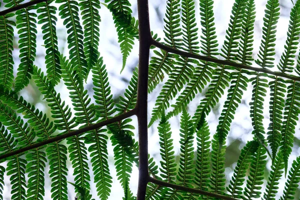 Dark green fern in thailand national park. Royal Garden Siribhume in national park Doi Inthanon Chiang Mai, Thailand, abstract nature background.