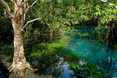 Zümrüt Havuzu ya da Tha Pom Klong Song Nam Tayland 'ın Krabi ilinde. Mangrov ormanlı zümrüt kanalı inanılmaz. Güzel doğa manzarası. Seyahat, tatil, eğlence konsepti