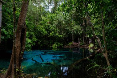 Ulusal park Sa Morakot, Krabi, Tayland 'da mavi ya da zümrüt havuz. Yağmur ormanlarının ortasında muhteşem bir mavi göl..