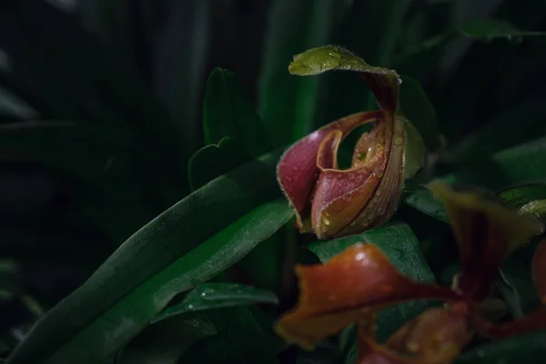 Prachtige Exotische Bloemorchidee Een Kas Thailand Plaats Inthanon Lady Slipper — Stockfoto