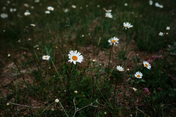 Camomilla Bianca Sul Campo Umore Primaverile Idea Concetto Felicità Sorriso — Foto Stock