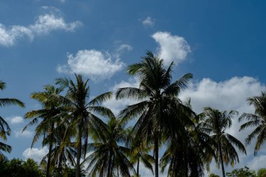 Mavi gökyüzü arka planında palmiye ağaçları, antika görünümlü. güzel tropik arkaplan.
