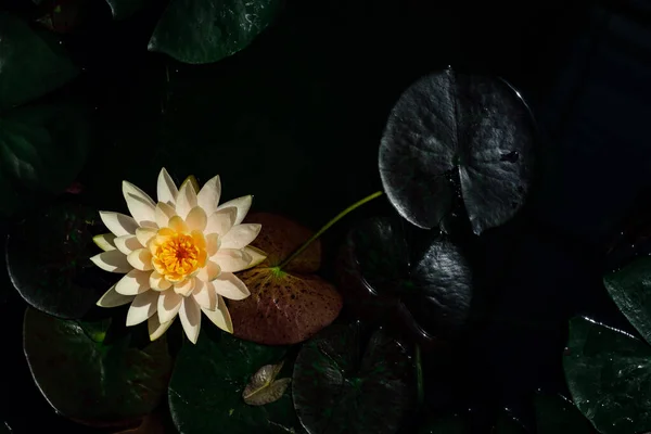 Bella Thai Lotus Che Sono Stati Apprezzati Con Superficie Acqua — Foto Stock