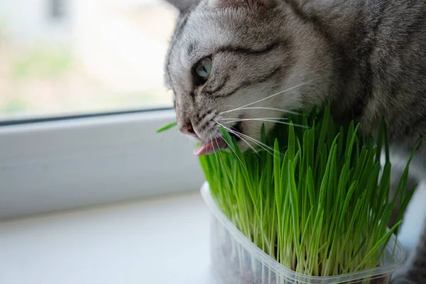 Närbild Vacker Grå Katt Äter Färskt Grönt Gräs Vid Fönstret — Stockfoto