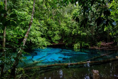 Ulusal park Sa Morakot, Krabi, Tayland 'da mavi ya da zümrüt havuz. Yağmur ormanlarının ortasında muhteşem bir mavi göl..