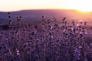Yaz günbatımında lavanta rengi menekşe tarlası kapanır. Mor lavanta çiçeklerinin üzerinde gün batımı ışıldıyor. Resmin merkezinde çalılıklar ve solda güneş ışığı.