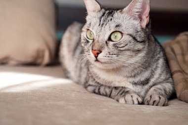 Güzel bir kedinin portresi bir kanepede oturuyor. Sıcak sahne, kızlık zarı konsepti.