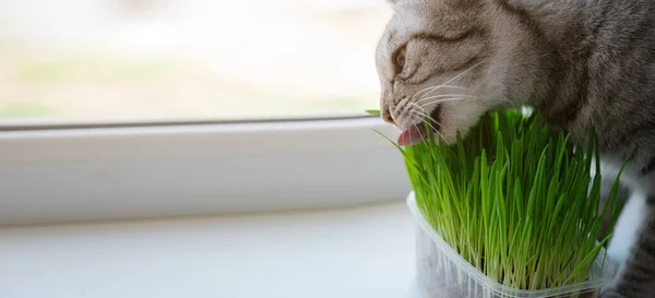 Närbild Vacker Grå Katt Äter Färskt Grönt Gräs Vid Fönstret — Stockfoto