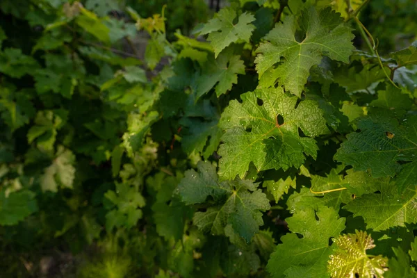 Mûrir Les Raisins Verts Les Vignes Les Plantations Viticoles Longues — Photo