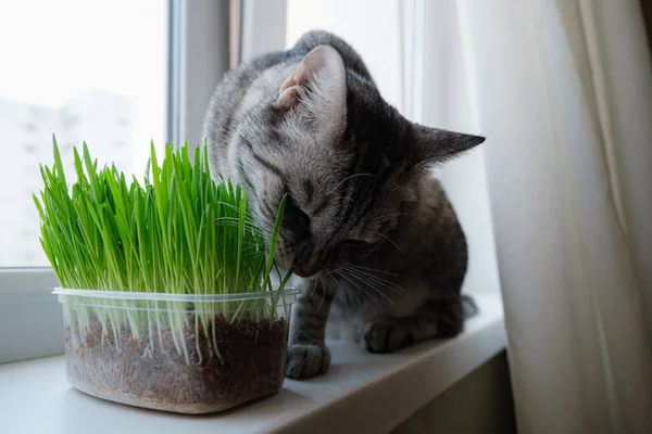 Pencerenin kenarında taze yeşil çimen yiyen güzel gri bir kedinin yakın çekimi. Evcil otlar. Doğal tüy yumağı tedavisi