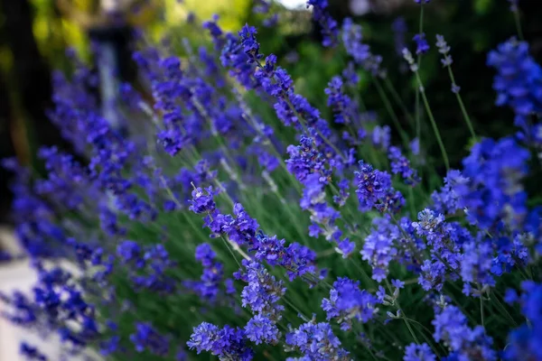 在花园花坛的石子路旁 有法国丁香紫色芬芳的薰衣草和高观赏性的处女草 — 图库照片