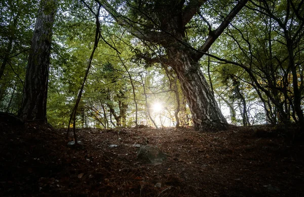 Der Zauber Des Sommerwaldes Bei Sonnenuntergang Warme Sonnenstrahlen Details Und — Stockfoto