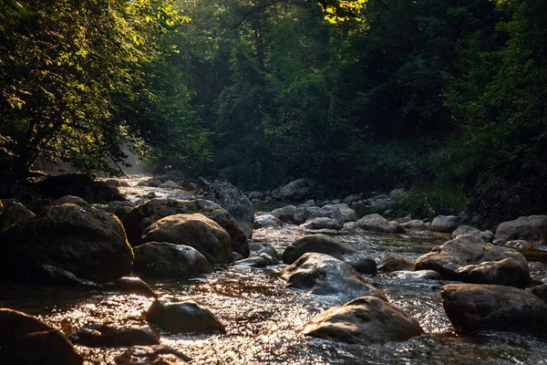 Дивовижний Мальовничий Вид Ліс Річкою Фоні Зелених Дерев Ранкових Або — стокове фото