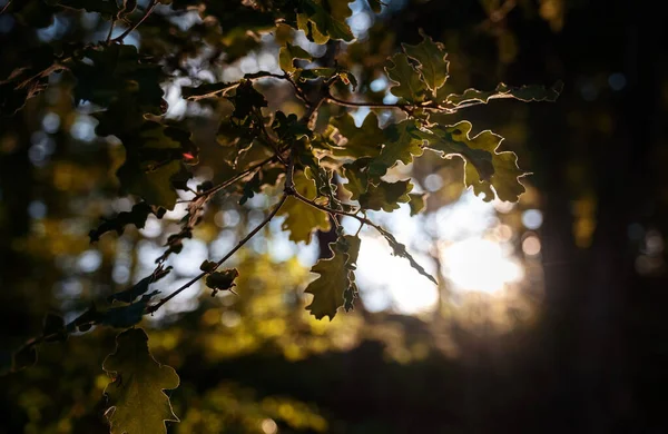 Der Zauber Des Sommerwaldes Bei Sonnenuntergang Warme Sonnenstrahlen Details Und — Stockfoto