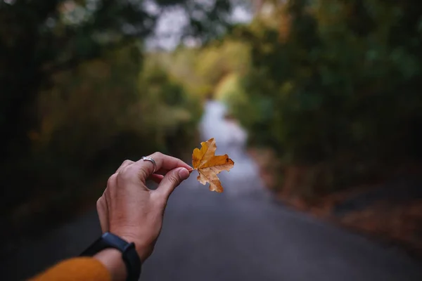 Ormanın Ortasında Sonbahar Ağaçlarıyla Çevrili Bir Yolda Sarı Bir Yaprak — Stok fotoğraf