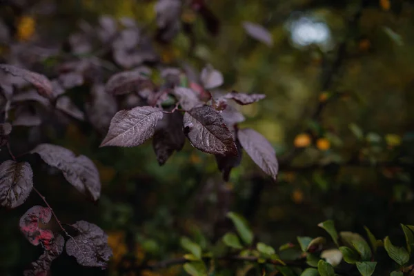 Close Afbeelding Van Oranje Herfstbladeren Bij Zacht Licht Vintage Look — Stockfoto