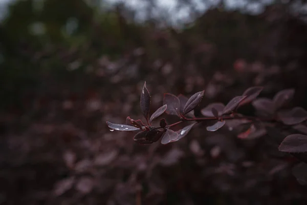 Close Afbeelding Van Oranje Herfstbladeren Bij Zacht Licht Vintage Look — Stockfoto