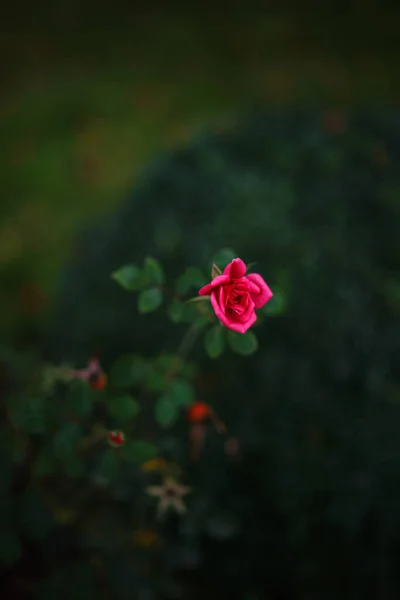 Прекрасні Троянди Саду Троянди Валентинів День Прекрасні Темно Коричневі Кольори — стокове фото