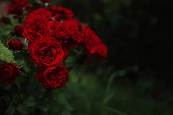 Krásné Růže Zahradě Růže Valentýna Krásné Tmavé Barvy Hipster Nebo — Stock fotografie