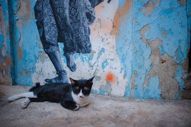 Bangkok, Tayland - 21 Ocak 2024: Kediler Talat Noi, Bangkok 'ta yol kenarında dinleniyor. Talat Noi Bölgesi 'nden sahneler, resimli sanat kümesinin eklektik cazibesini sergiliyor.