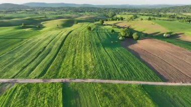 Dreznik şehri yakınlarındaki geniş yeşil tarlalarda ve kırsal yollarda insansız hava aracı görüntüsü. Canlı manzara, bahar büyümesi, Hırvat köylerinde tipik bir barış duygusu.