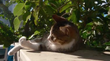 Sokak kedileri Antalyas 'ın yumuşak kış güneşinde güneşlenir, evlerin yakınındaki taş çitlerin üzerinde uzanırlar. Türk sokak yaşamının her günü cazibe, sıcaklık ve yerel atmosferle dolu.