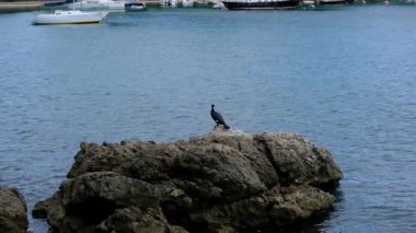 Büyük karabatak - Adriyatik Denizi 'nin ortasında kayaların üzerinde duran falakrokoraks karbon, Krk Adası Hırvatistan.