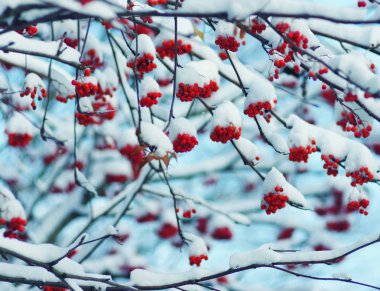 Kükreyen kırmızı demetler karla kaplı