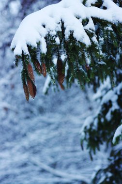 Kışın karla kaplı ladin dalları
